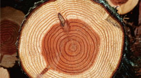 珍貴實木，恒久耐用