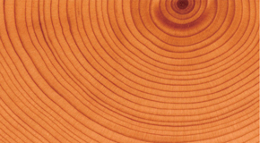 進口原木 品質出色